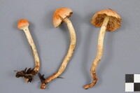 Pholiota astragalina image